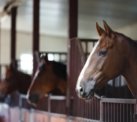 Equine - Horses in a Barn